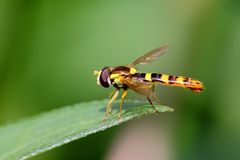 Gewöhnliche Langbauchschwebfliege (Sphaerophoria scripta)