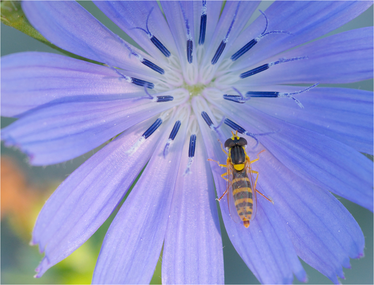 Gewöhnliche Langbauchschwebfliege (Sphaerophoria scripta)