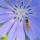 Gewöhnliche Langbauchschwebfliege (Sphaerophoria scripta)