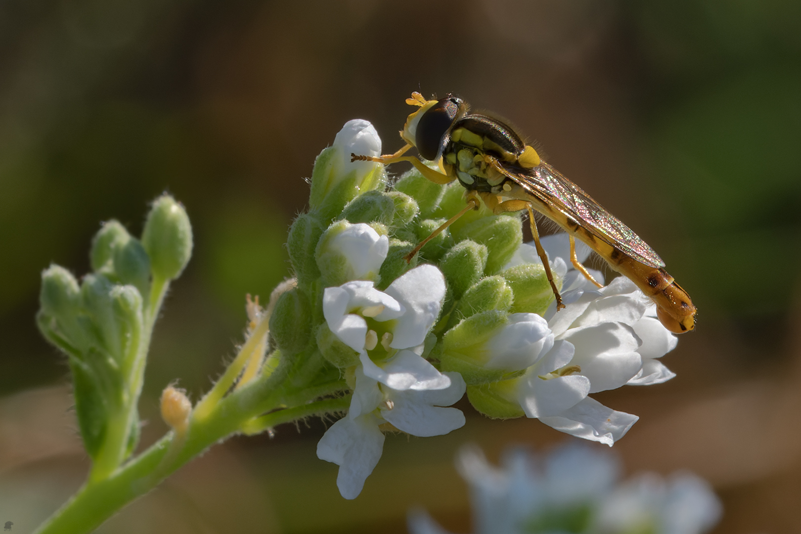 Gewöhnliche Langbauchschwebfliege | Sphaerophoria scripta