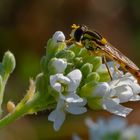 Gewöhnliche Langbauchschwebfliege | Sphaerophoria scripta