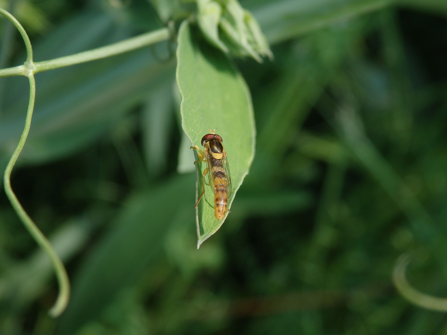  Gewöhnliche Langbauch­schwebfliege (Sphaerophoria scripta)