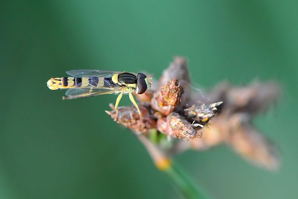 Gewöhnliche Langbauchschwebfliege (Sphaerophoria scripta)