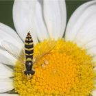 Gewöhnliche Langbauchschwebfliege (Sphaerophoria scripta)