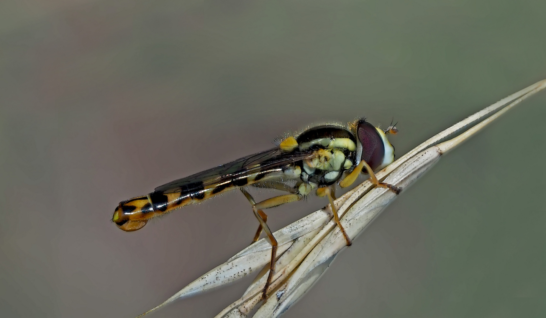 Gewöhnliche Langbauchschwebfliege (Sphaerophoria scripta), ein Männchen 