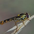 Gewöhnliche Langbauchschwebfliege (Sphaerophoria scripta), ein Männchen 