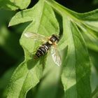 Gewöhnliche Langbauchschwebfliege (Sphaerophoria scripta)