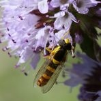 Gewöhnliche Langbauchschwebfliege (Sphaerophoria scripta), Männchen (II)