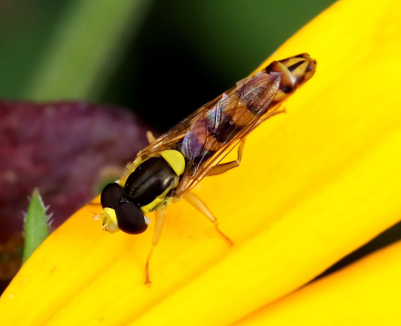 Gewöhnliche Langbauchschwebfliege (Sphaerophoria scripta), Männchen (III)