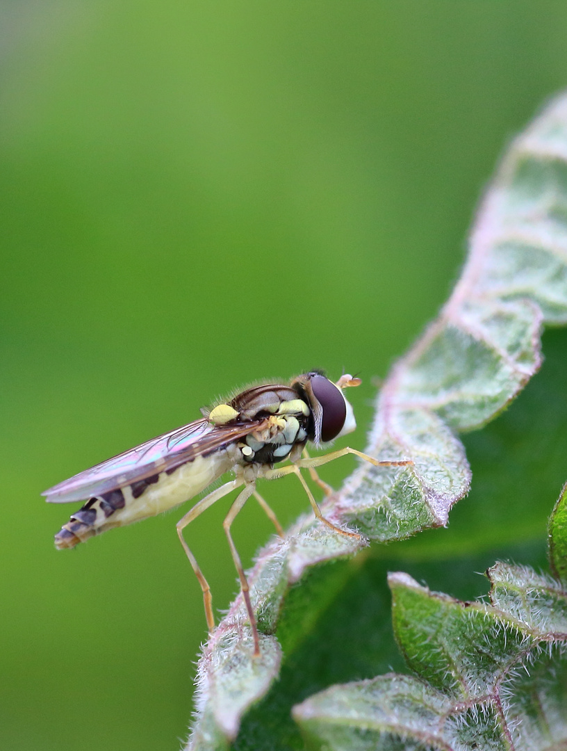 Gewöhnliche Langbauchschwebfliege/ Sphaerophoria scripta/ Weibchen