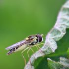 Gewöhnliche Langbauchschwebfliege/ Sphaerophoria scripta/ Weibchen