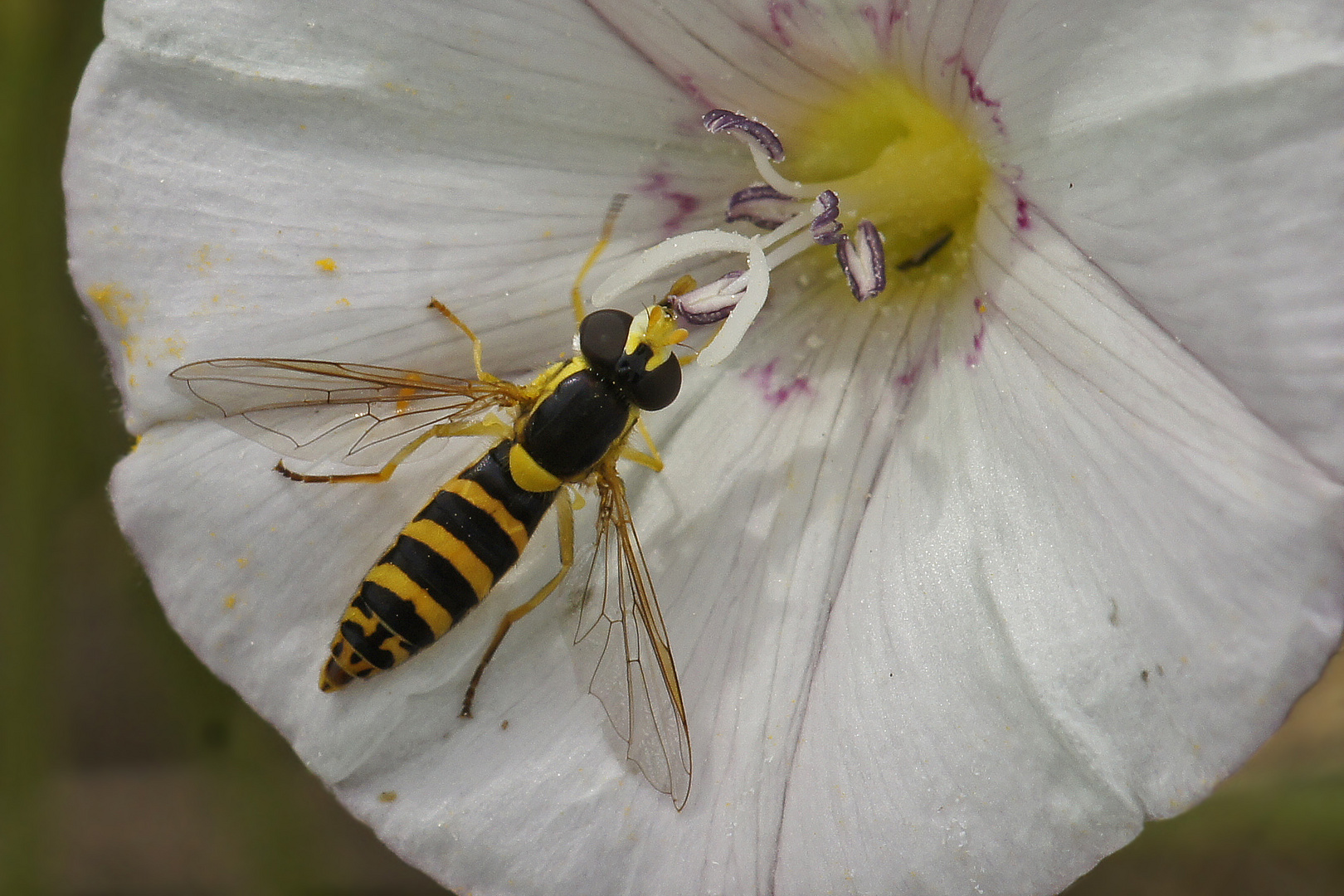 Gewöhnliche Langbauchschwebfliege (Sphaerophoria scripta), Weibchen