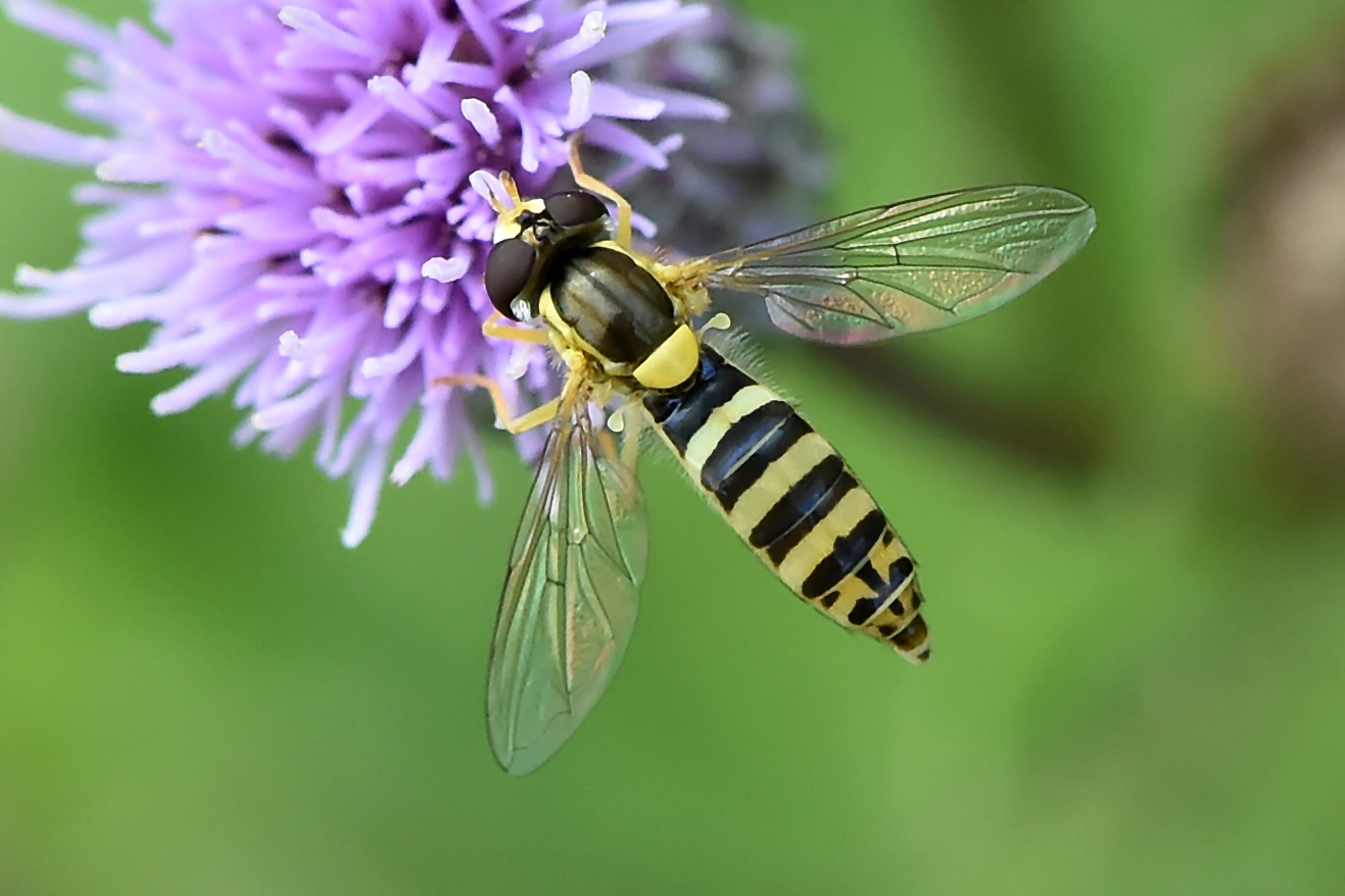 Gewöhnliche Langbauchschwebfliege Weibchen