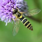 Gewöhnliche Langbauchschwebfliege Weibchen