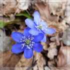 Gewöhnliche Leberblümchen (Hepatica nobilis)