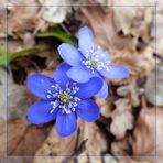 Gewöhnliche Leberblümchen (Hepatica nobilis)