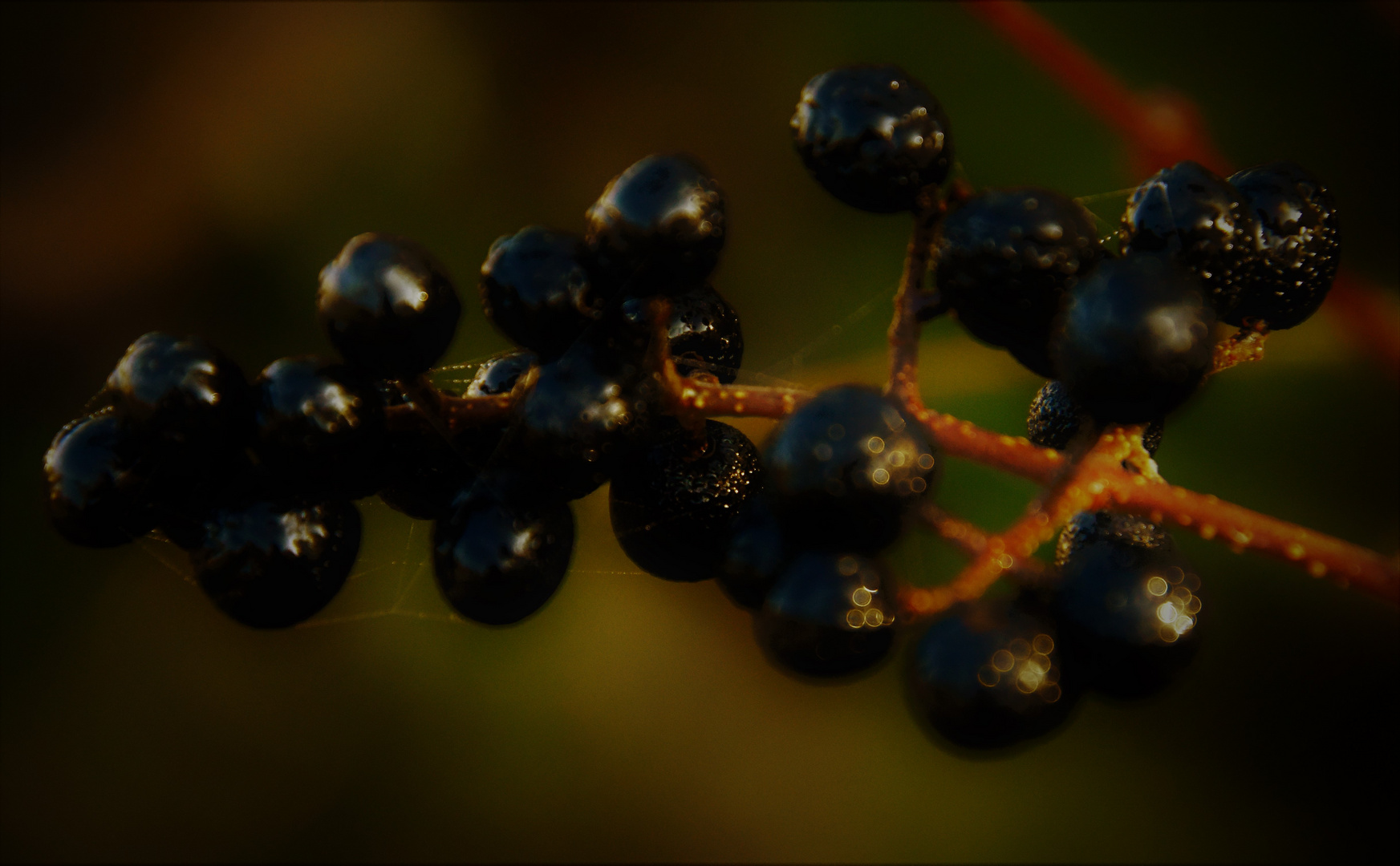 Gewöhnliche Liguster Beeren  (Ligustrum vulgare),