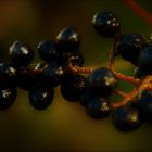 Gewöhnliche Liguster Beeren  (Ligustrum vulgare),