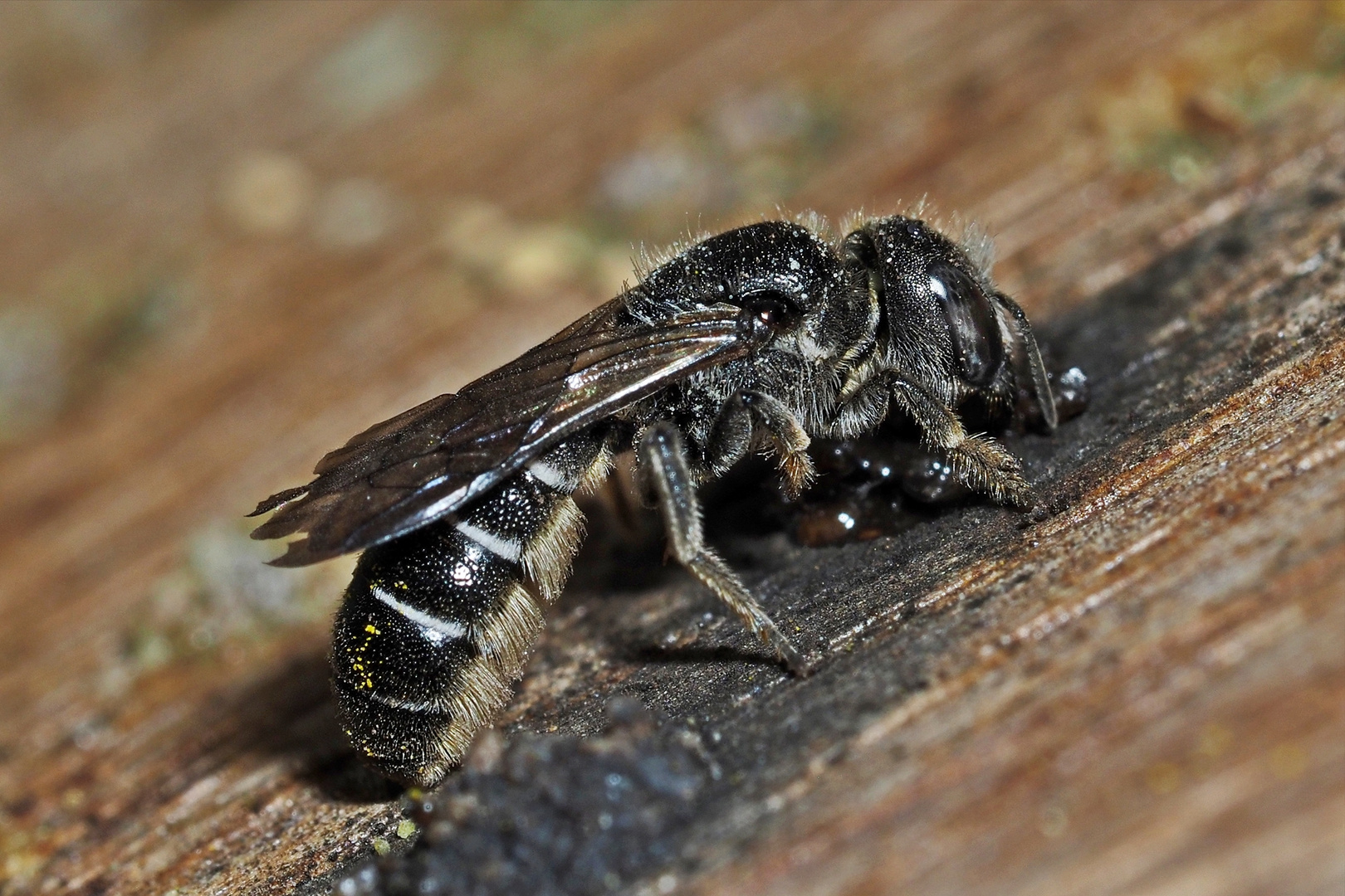 Gewöhnliche Löcherbiene (Heriades truncorum)