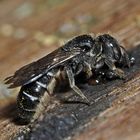 Gewöhnliche Löcherbiene (Heriades truncorum)