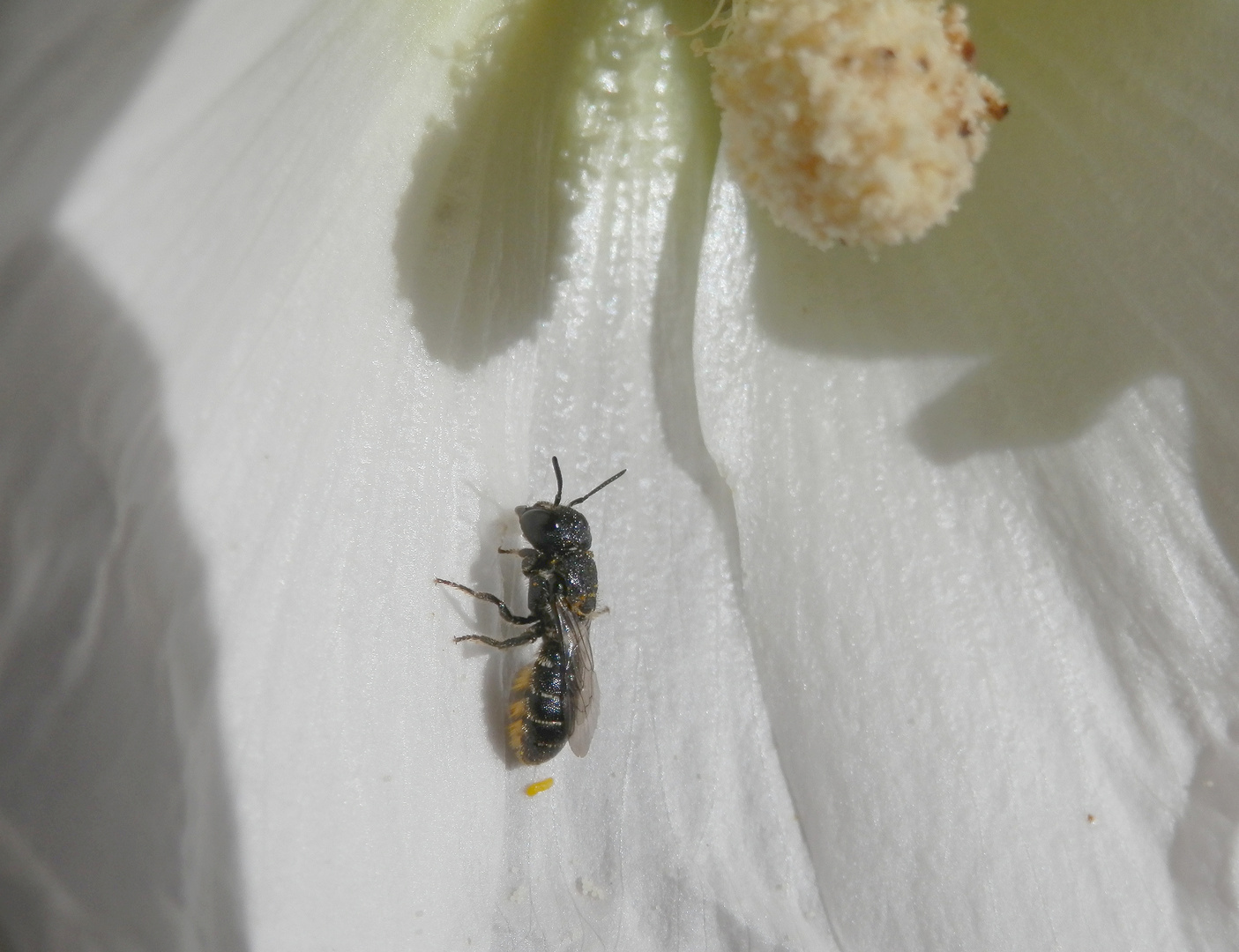 Gewöhnliche Löcherbiene (Heriades truncorum) auf weißer Stockrose