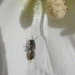 Gewöhnliche Löcherbiene (Heriades truncorum) auf weißer Stockrose