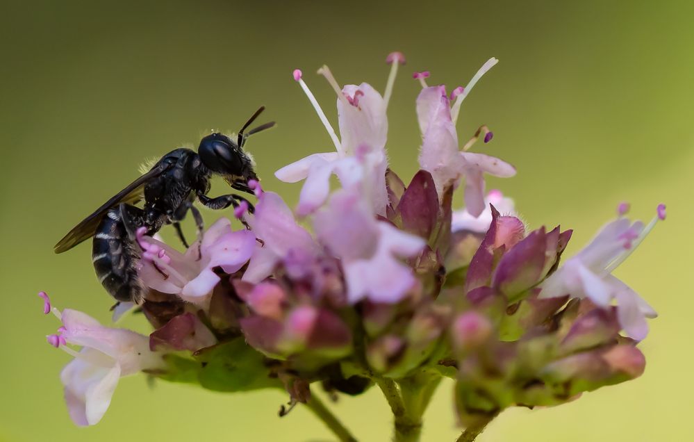 Gewöhnliche Löcherbiene (Osmia truncorum)