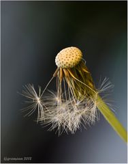 Gewöhnliche Löwenzahn (Taraxacum sect. Ruderalia).........