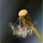 Gewöhnliche Löwenzahn (Taraxacum sect. Ruderalia).........