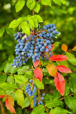 Gewöhnliche Mahonie