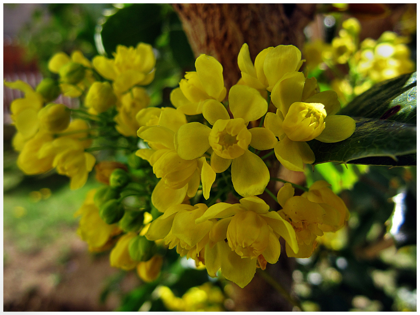 Gewöhnliche Mahonie (Mahonia aquifolium)