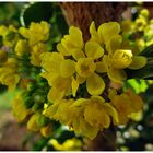 Gewöhnliche Mahonie (Mahonia aquifolium)