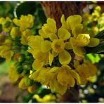 Gewöhnliche Mahonie (Mahonia aquifolium)