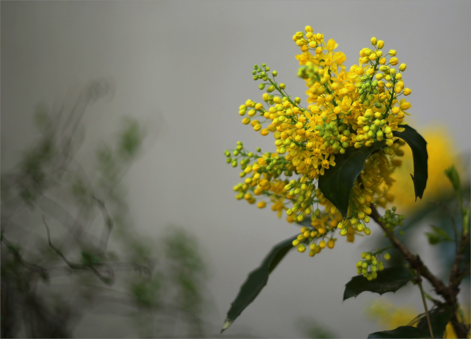 Gewöhnliche Mahonie (Mahonia aquifolium).