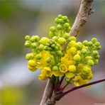 Gewöhnliche Mahonie oder Stechdornblättrige - Mahonie (Mahonia aquifolium)