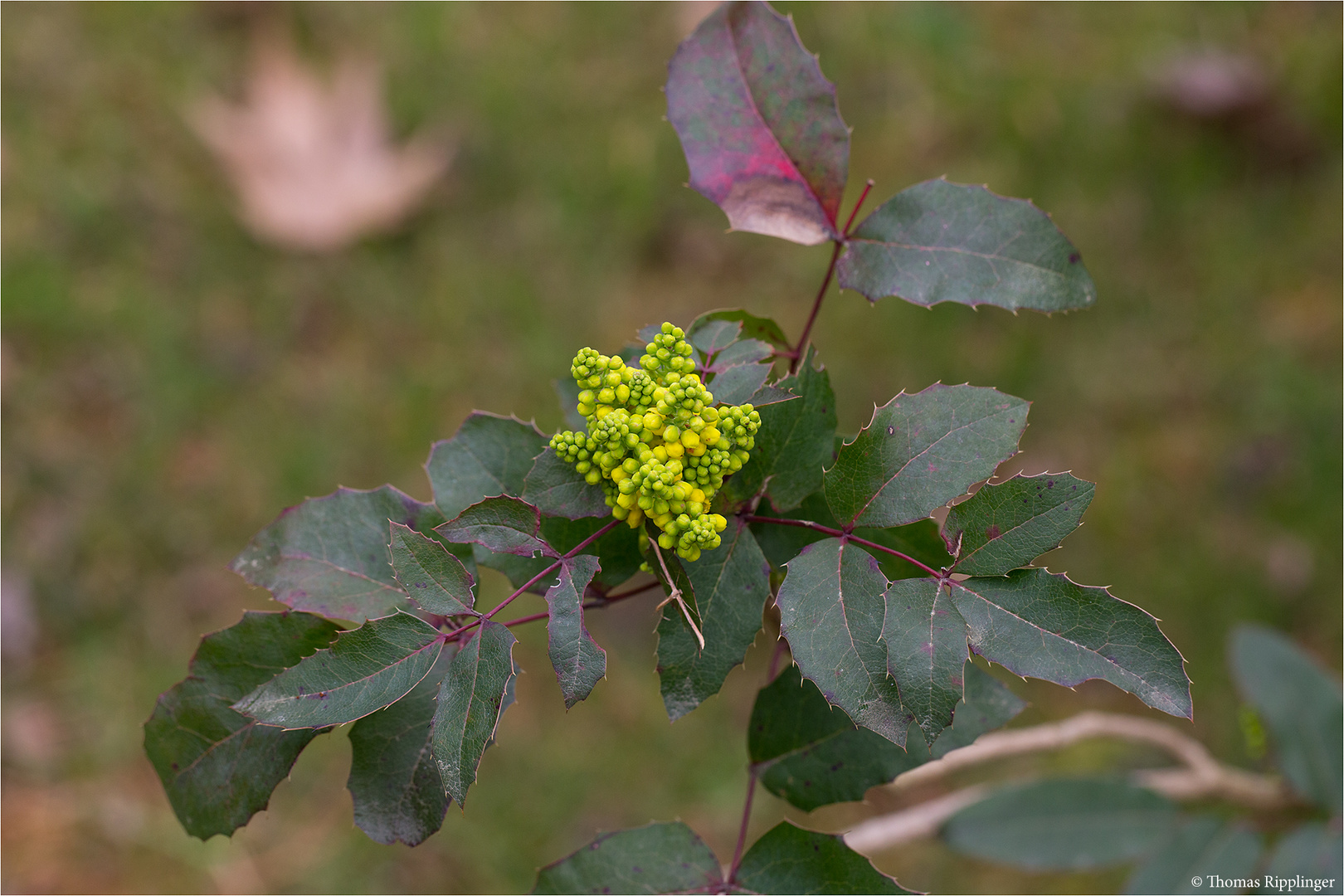 Gewöhnliche Mahonie oder Stechdornblättrige Mahonie (Mahonia aquifolium)