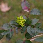 Gewöhnliche Mahonie oder Stechdornblättrige Mahonie (Mahonia aquifolium)