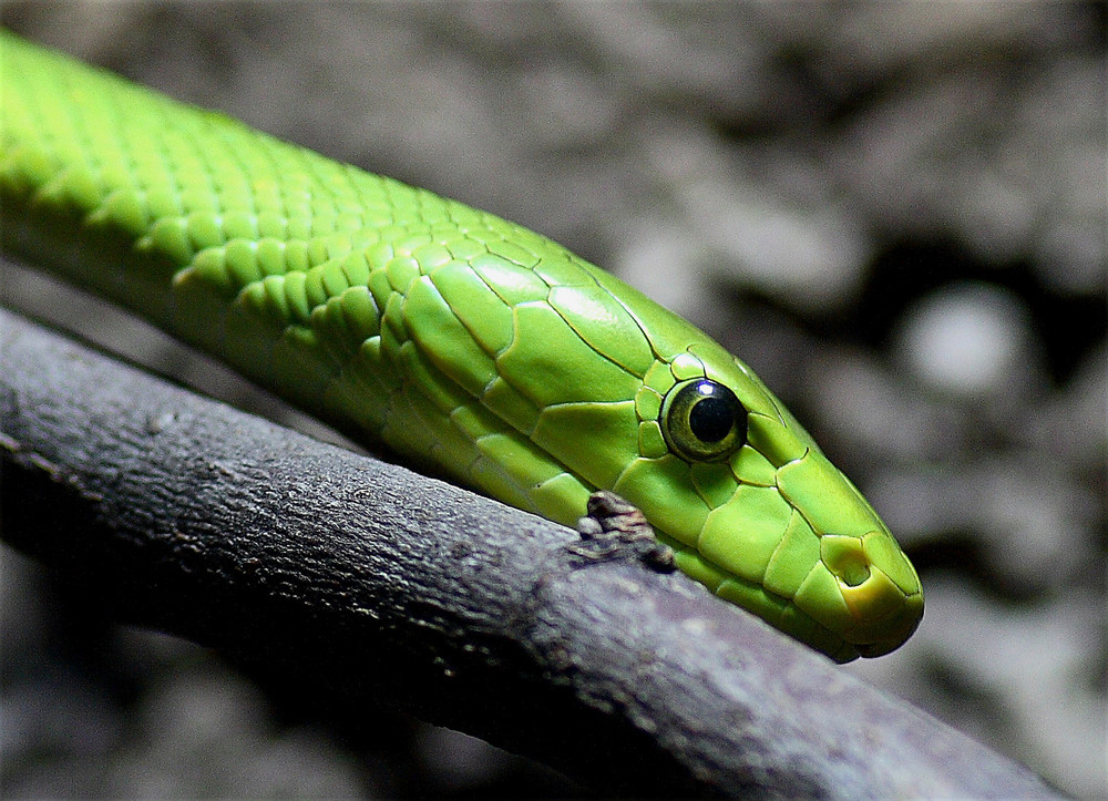 Gewöhnliche Mamba 3, Tierpark Hellabrunn