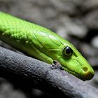 Gewöhnliche Mamba 3, Tierpark Hellabrunn