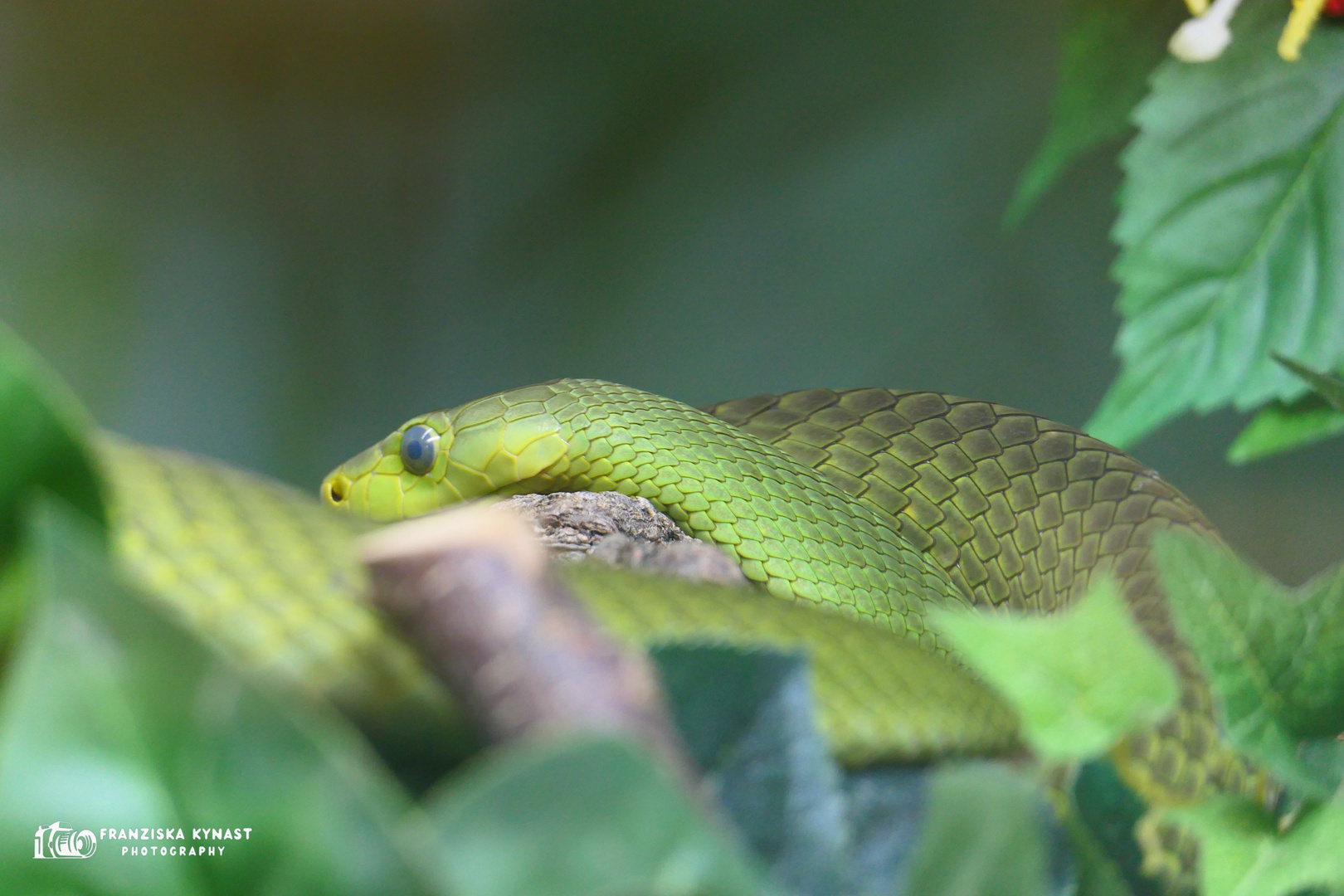 Gewöhnliche Mamba