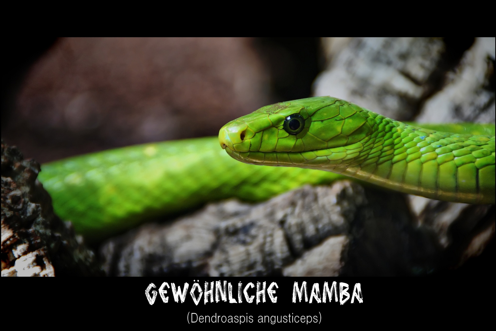 Gewöhnliche Mamba