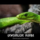 Gewöhnliche Mamba