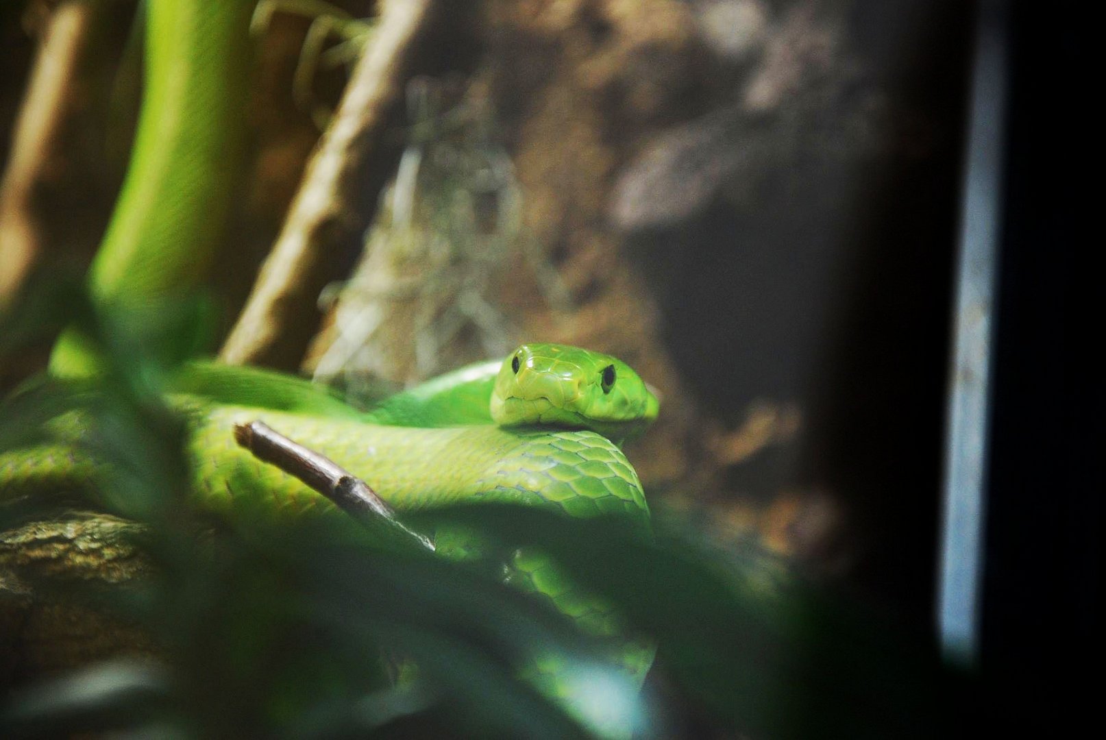 Gewöhnliche Mamba / Common or Eastern Green Mamba