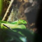 Gewöhnliche Mamba / Common or Eastern Green Mamba