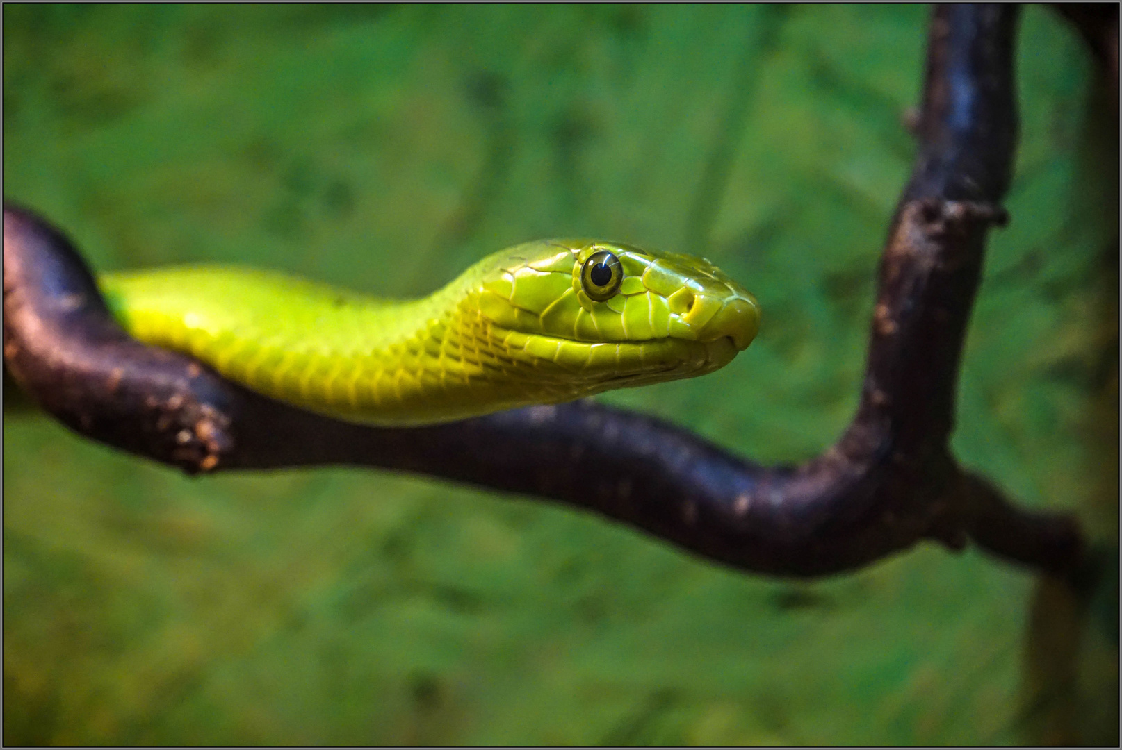 gewöhnliche Mamba