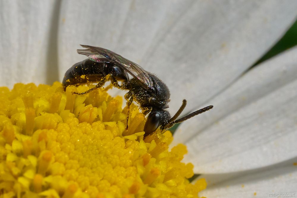 Gewöhnliche Maskenbiene