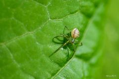 Gewöhnliche Ovalspinne