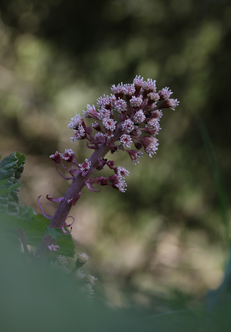 Gewöhnliche- Pestwurz