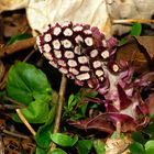 Gewöhnliche Pestwurz (Petasites hybridus)