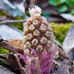 Gewöhnliche Pestwurz (Petasites hybridus)